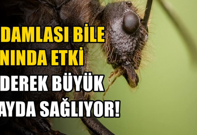 Karıncaların eve girdiği noktaya uygulayın: Mutfaktaki tek malzeme yetiyor