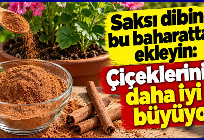 Toprağa biraz serpiştirin! Saksı bitkilerinde tarçın yöntemi