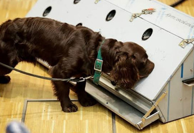 Kanser teşhisinde sıra dışı yöntem: Köpekler ve yapay zeka iş başında