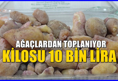 Toplamak için 20 metrelik ağaçlara çıkıyorlar! 10 bin liradan kilosunu satıyorlar