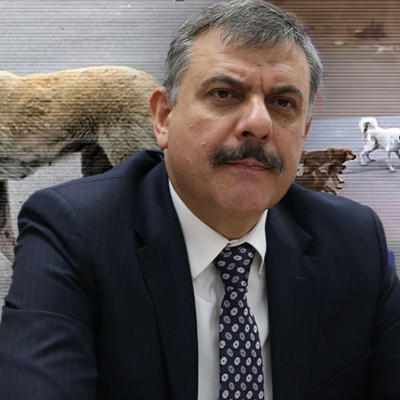 İçişleri Bakanı Çiftçi'den 'sokak köpekleri' açıklaması: Ekim ayının sonuna kadar hepsi toplanacak