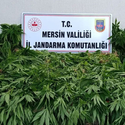 Sulama yaparken yakalandılar! Ormanda yasa dışı kenevire suçüstü