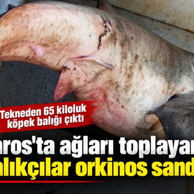 Saros'ta ağları toplayan balıkçılar orkinos sandı! Tekneden 65 kiloluk köpek balığı çıktı