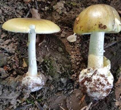 Profesörden "ölüm meleği" mantarı uyarısı! - Resim : 2