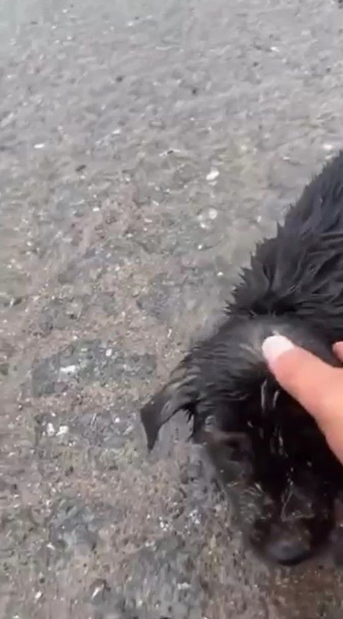 Başı plastik kaba sıkışan yavru köpeği kamyon şoförü kurtardı - Resim: 1