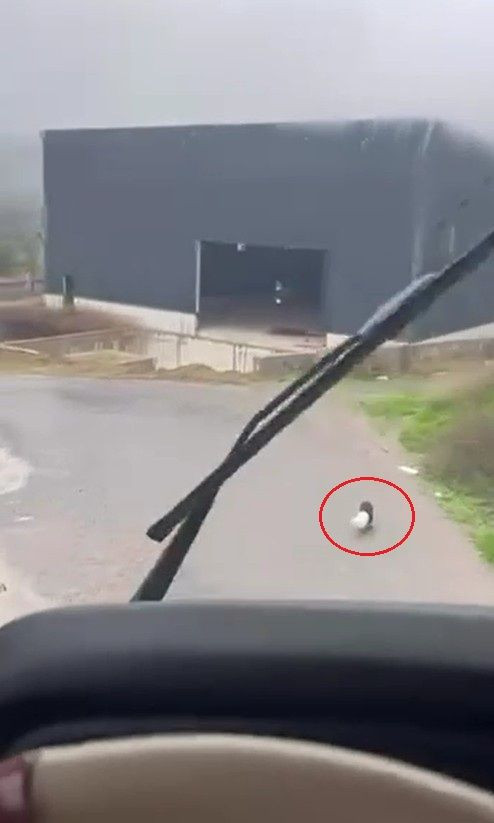 Başı plastik kaba sıkışan yavru köpeği kamyon şoförü kurtardı - Resim: 3