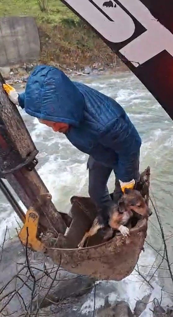 Dereli’de derede mahsur kalan köpek belediye ekiplerince kurtarıldı - Resim: 1