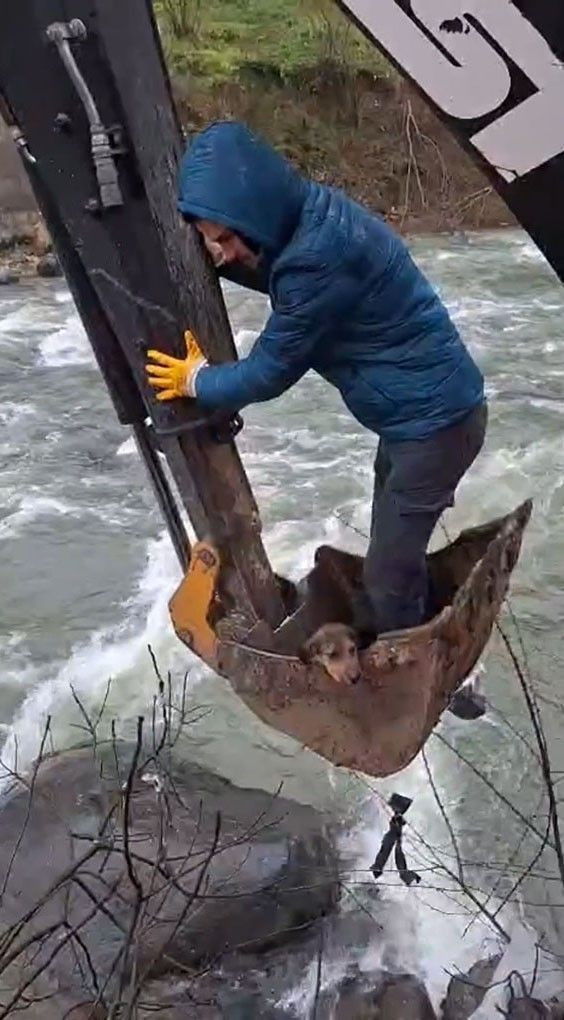 Dereli’de derede mahsur kalan köpek belediye ekiplerince kurtarıldı - Resim: 2