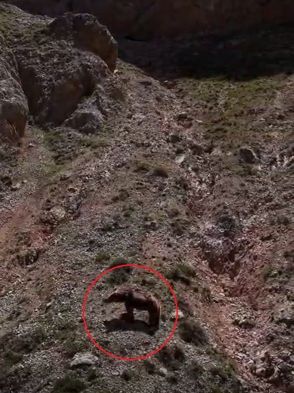 Bozayı yavru dağ keçisini avladı - Resim: 2