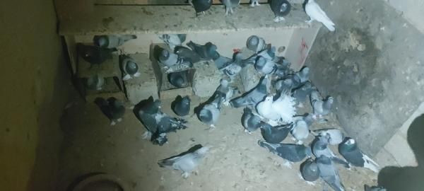 100 güvercin çalan 2 şüpheli yakalandı - Resim: 1