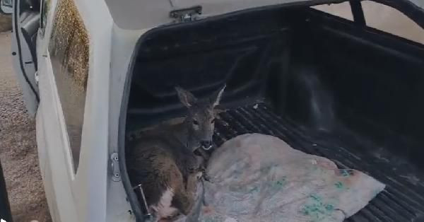 Sulama kanalına düşen karaca yavrusu kurtarıldı - Resim: 3