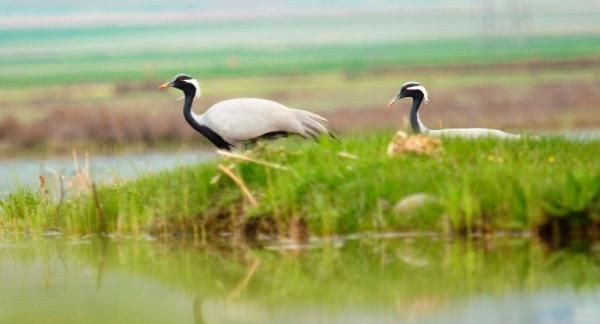 Nesli tehlike altındaki telli turna çifti, aynı yerde yuvalandı - Resim: 4