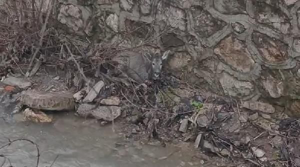 Sulama kanalına düşen karaca yavrusu kurtarıldı - Resim: 2