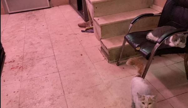 İstanbul'daki et halinde mide bulandıran görüntüler! "Kasapların çoğu buradan alıyor" - Resim: 4