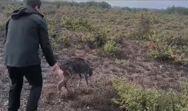Sulama kanalına düşen karaca yavrusu kurtarıldı - Resim: 4