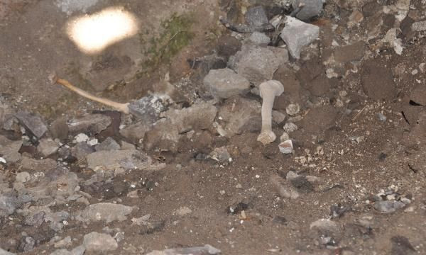 Gümüşhane'de defineciler, tarihi kiliseyi talan etti - Resim: 1