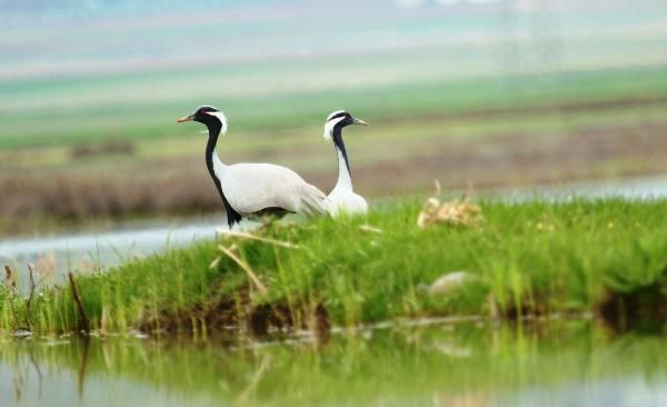 Nesli tehlike altındaki telli turna çifti, aynı yerde yuvalandı - Resim: 2