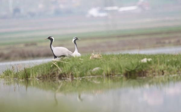Nesli tehlike altındaki telli turna çifti, aynı yerde yuvalandı - Resim: 1