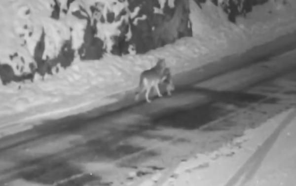 Yerleşim yerine inen kurt, sokak köpeğini parçaladı - Resim: 1