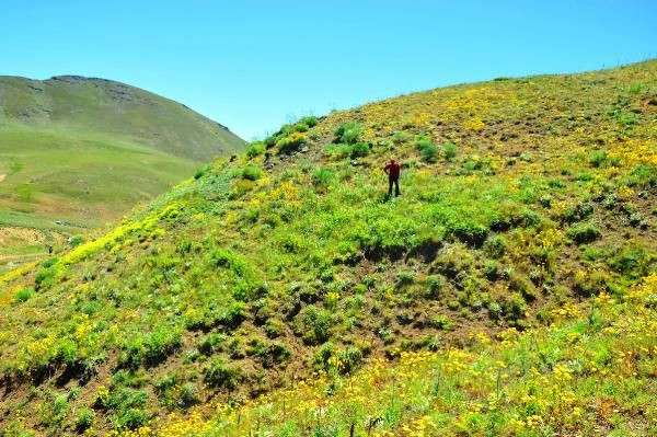 150 yıl sonra görülmüştü, ‘kandamlası’ bu yıl da kendini gösterdi - Resim: 1