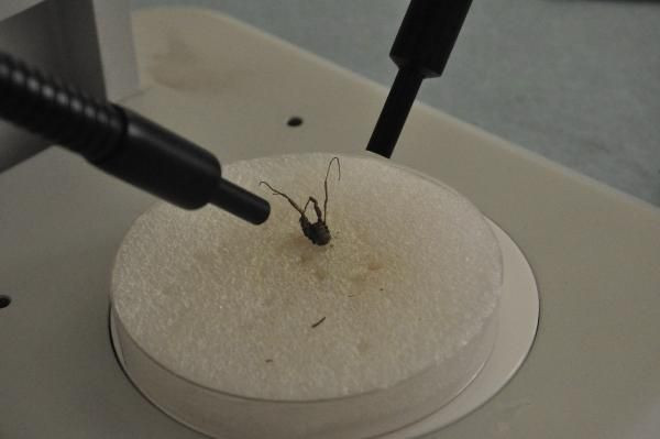 Gümüşhane Üniversitesi öğretim üyeleri, yeni 'otbiçen' türü keşfetti - Resim: 3