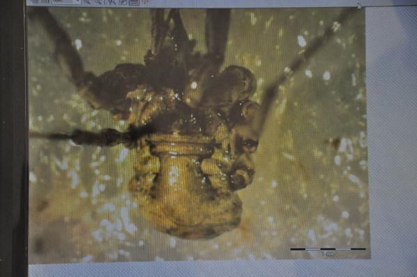 Gümüşhane Üniversitesi öğretim üyeleri, yeni 'otbiçen' türü keşfetti - Resim: 4