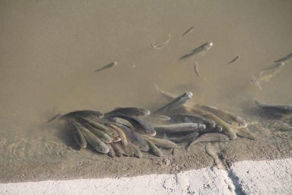 Yeşilırmak'ta üzen tablo! Çok sayıda balık öldü - Resim: 1