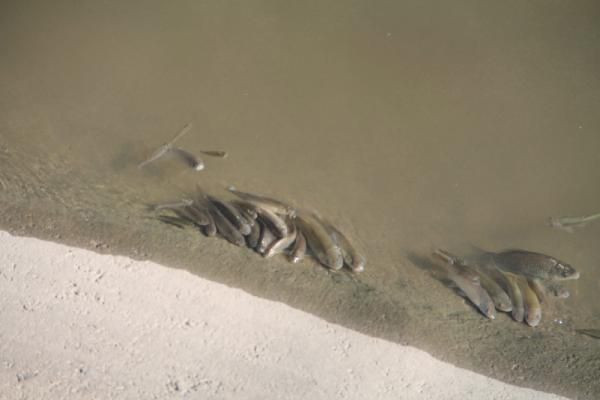 Yeşilırmak'ta üzen tablo! Çok sayıda balık öldü - Resim: 3