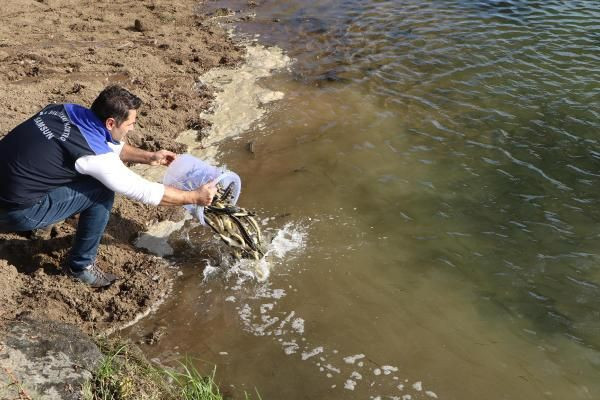 Çipli mersin balıkları, Yeşilırmak'a bırakıldı - Resim: 1