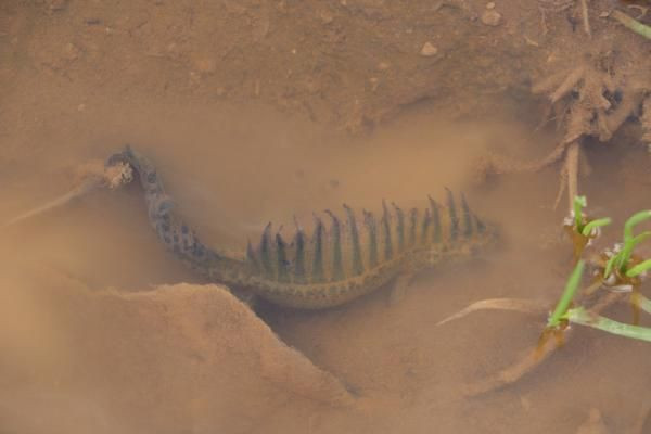 Tüm Kuzey Anadolu'da yayılış gösteren bir tür! Bursa'da, sulama göletinde bulundu! - Resim: 3