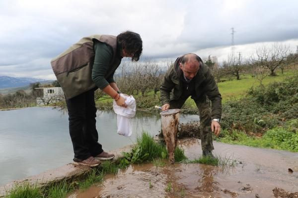Tüm Kuzey Anadolu'da yayılış gösteren bir tür! Bursa'da, sulama göletinde bulundu! - Resim: 1