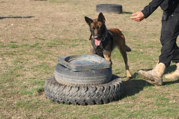 Türk Hava Kuvvetleri'nin hassas burunları - Resim: 1