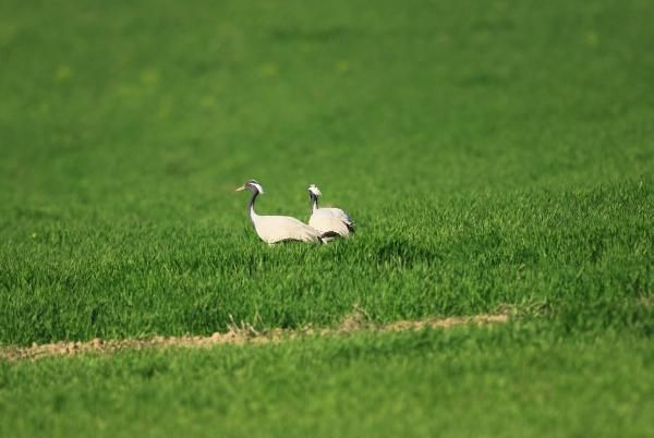 Nesli tehlike altındaki telli turna çifti, aynı yerde yuvalandı - Resim: 3