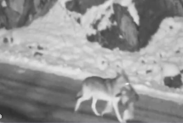 Yerleşim yerine inen kurt, sokak köpeğini parçaladı - Resim: 3