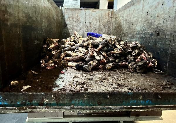 İstanbul'daki et halinde mide bulandıran görüntüler! "Kasapların çoğu buradan alıyor" - Resim: 3