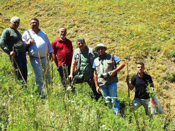 150 yıl sonra görülen 'kandamlası’ bitkisine özel koruma - Resim: 1