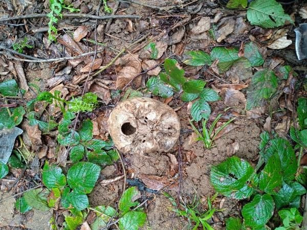 Ormanda insan kafatası ve kemikleri bulundu - Resim: 2