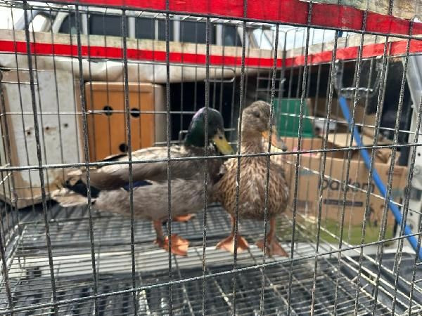 Yabani kuşları yakalayıp satan şüpheliye operasyon - Resim: 1