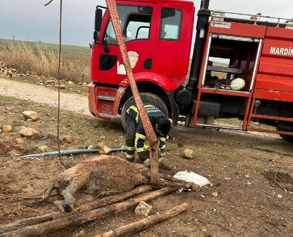 Foseptiğe düşen eşek kurtarıldı - Resim: 3