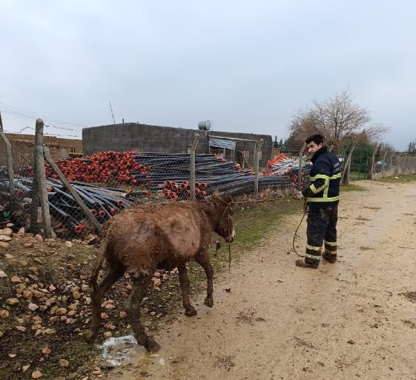Foseptiğe düşen eşek kurtarıldı - Resim: 1