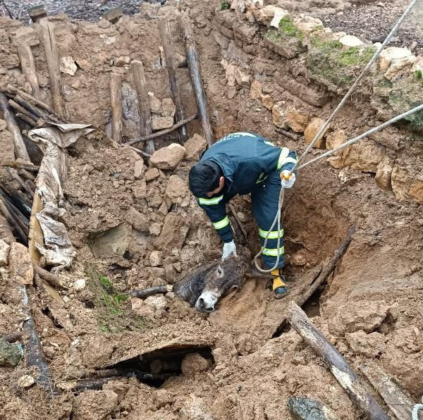 Foseptiğe düşen eşek kurtarıldı - Resim: 2