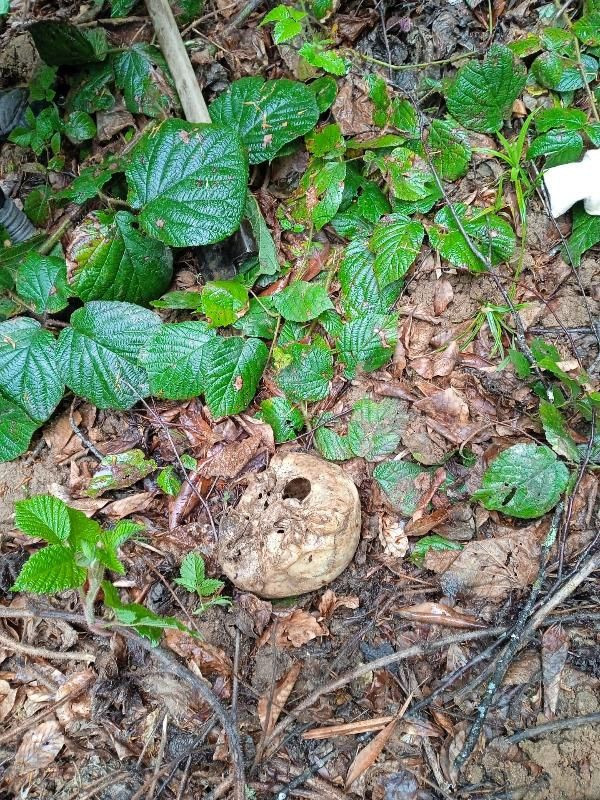 Ormanda insan kafatası ve kemikleri bulundu - Resim: 1
