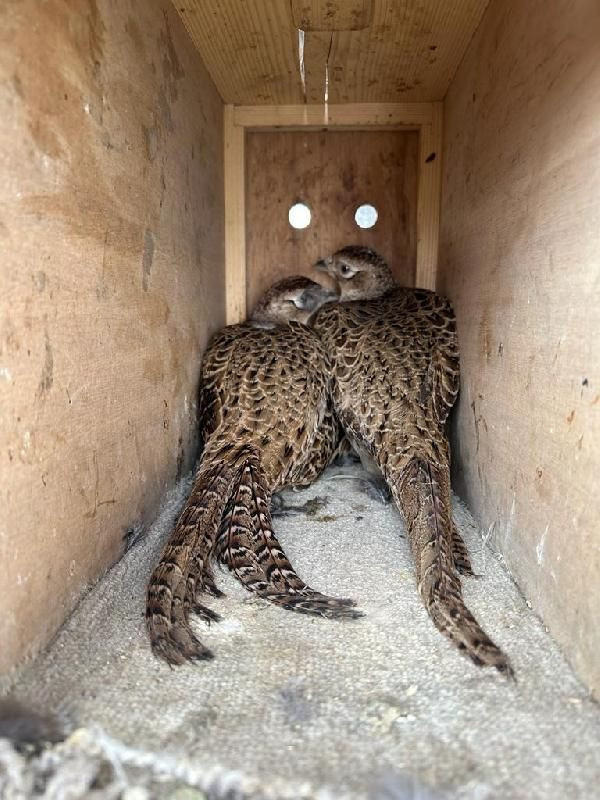 Yabani kuşları yakalayıp satan şüpheliye operasyon - Resim: 4