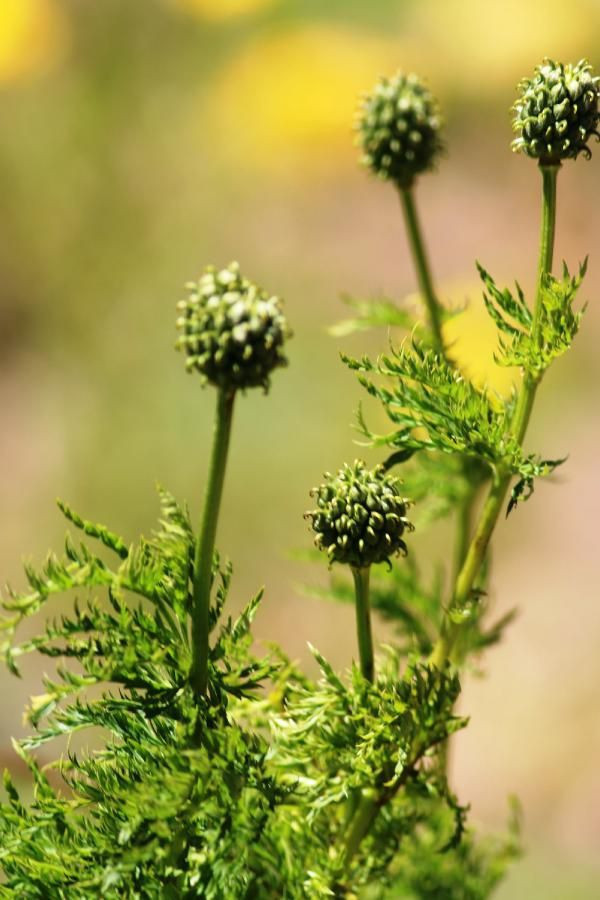 150 yıl sonra görülen 'kandamlası’ bitkisine özel koruma - Resim: 4
