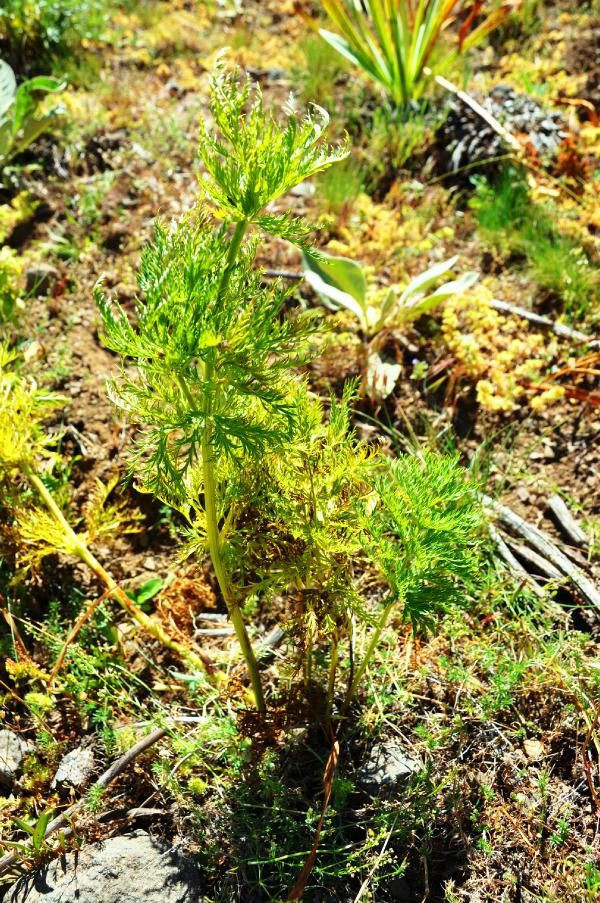 150 yıl sonra görülen 'kandamlası’ bitkisine özel koruma - Resim: 3