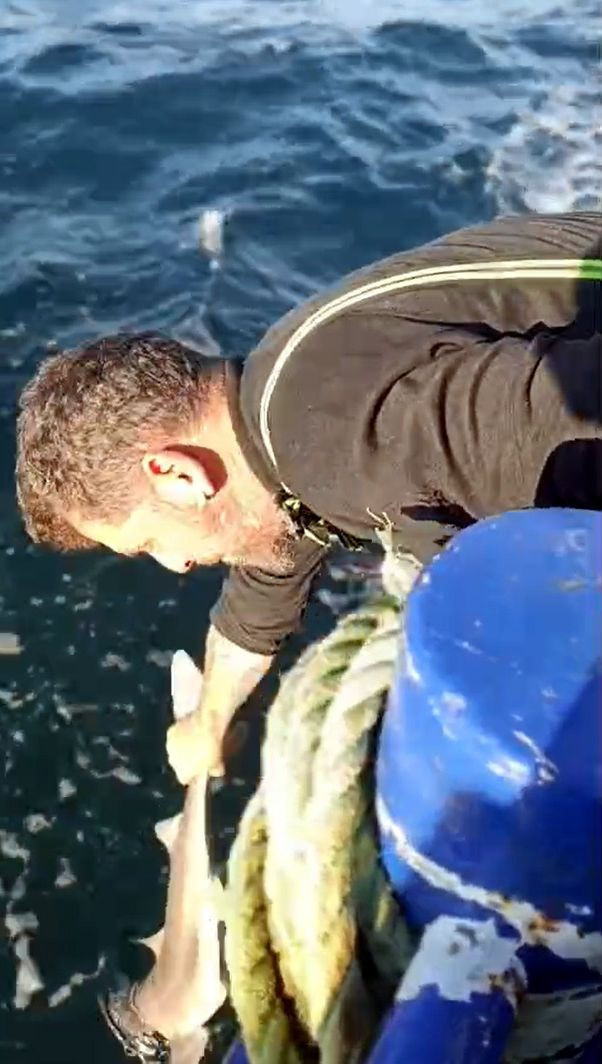 Balıkçı, ağına takılan camgöz köpek balığını yeniden suya bıraktı - Resim: 4