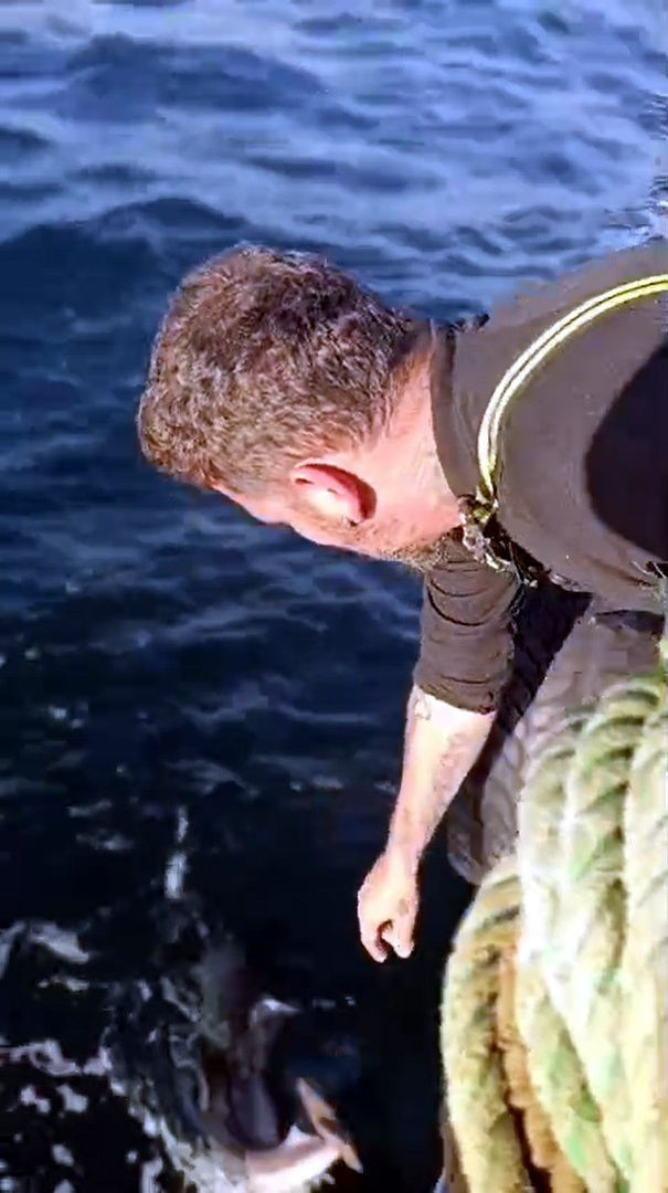 Balıkçı, ağına takılan camgöz köpek balığını yeniden suya bıraktı - Resim: 1