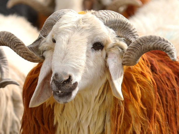 Vekalet yoluyla kurban kesim bedelleri belirlendi: Son tarih ne zaman?