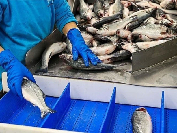 Türkiye, su ürünleri ihracatında rekor kırdı