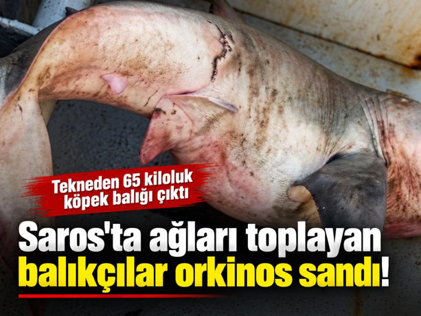 Saros'ta ağları toplayan balıkçılar orkinos sandı! Tekneden 65 kiloluk köpek balığı çıktı
